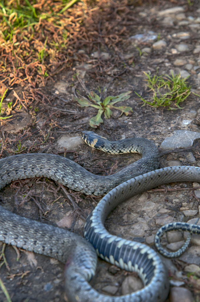snake removal